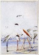 flamingos vid v alfiskbukten i sydvastafrika en av baines manga illustrationer till anderssons stora fagelbok unknow artist